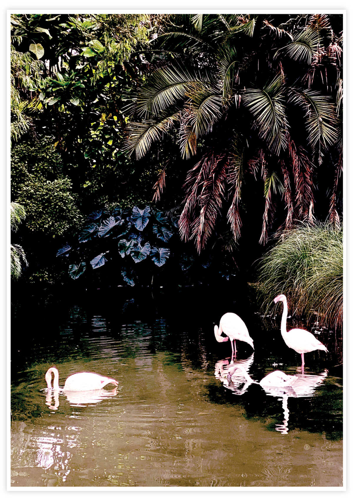 Flamingo Bath