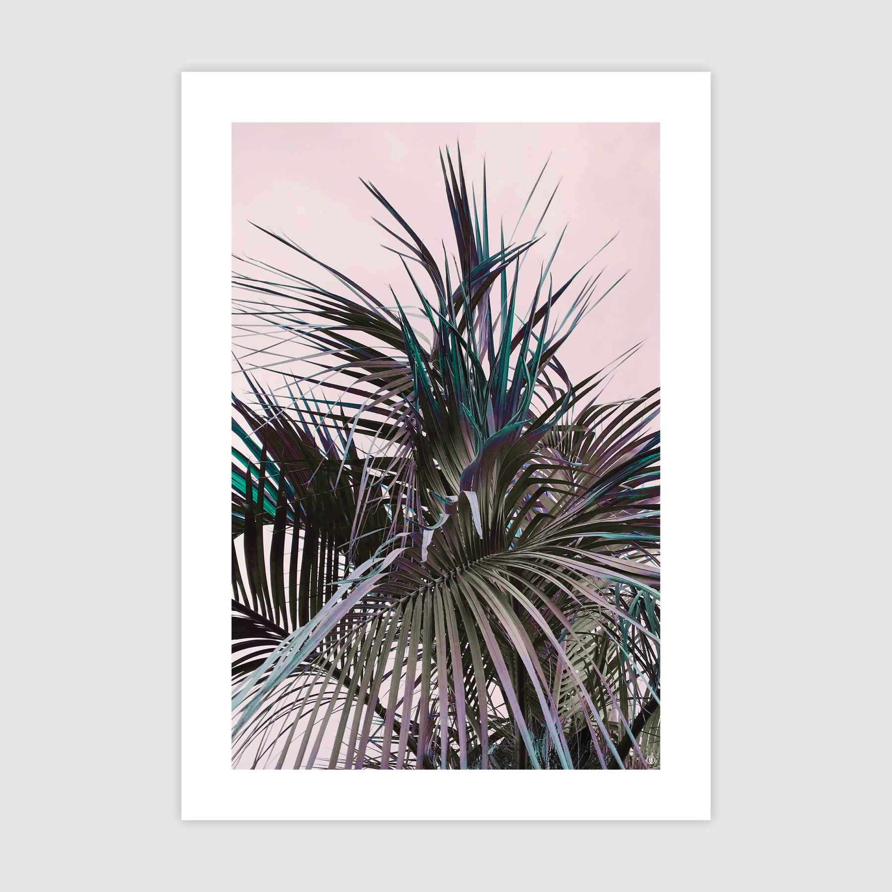 Gentle Palm