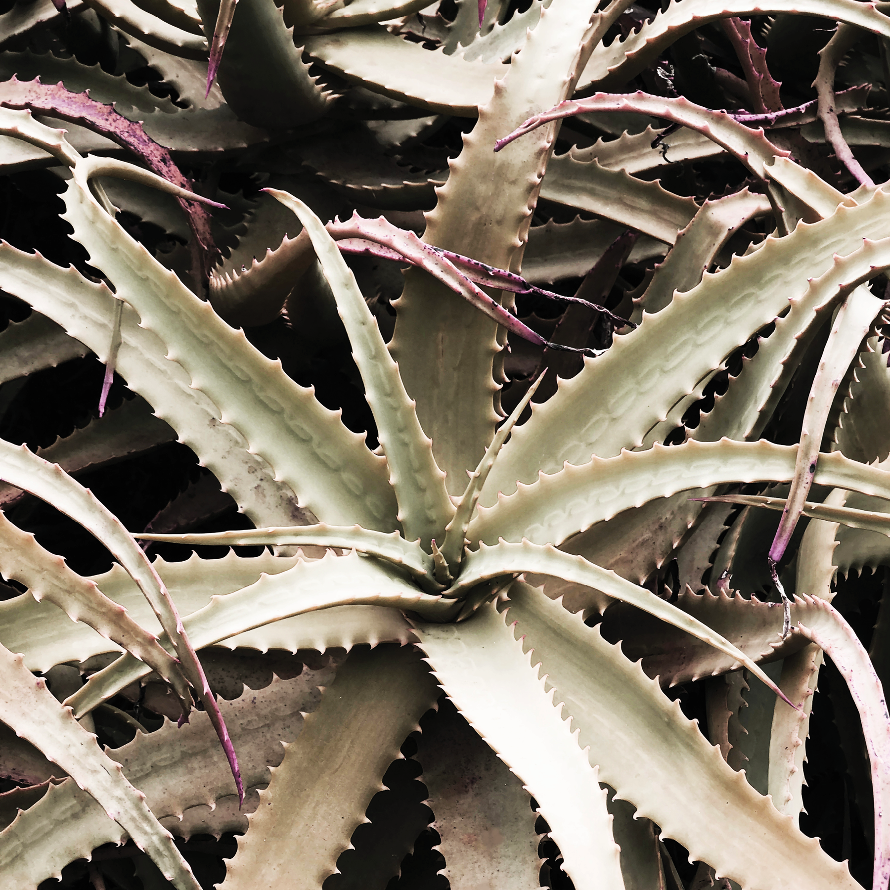 Healing Aloe