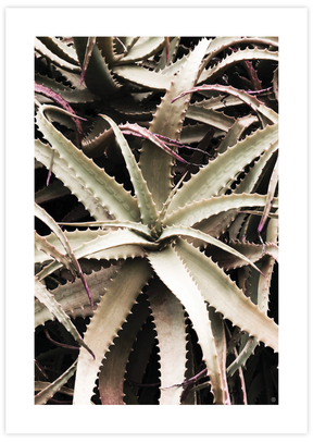 Healing Aloe