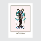 Aotearoa Kōura ✜