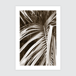 Natural Palm