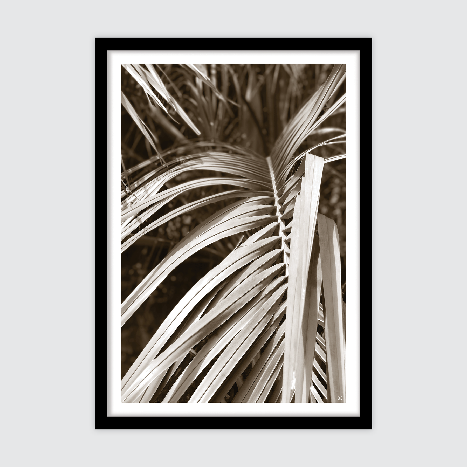 Natural Palm