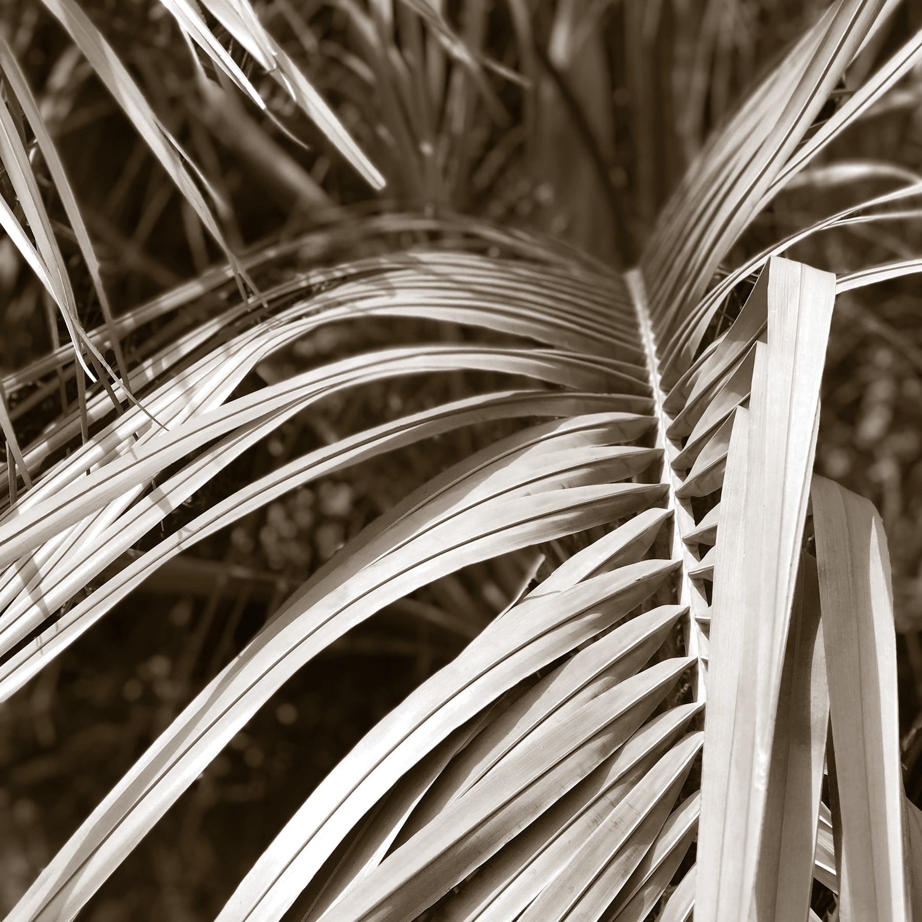 Natural Palm