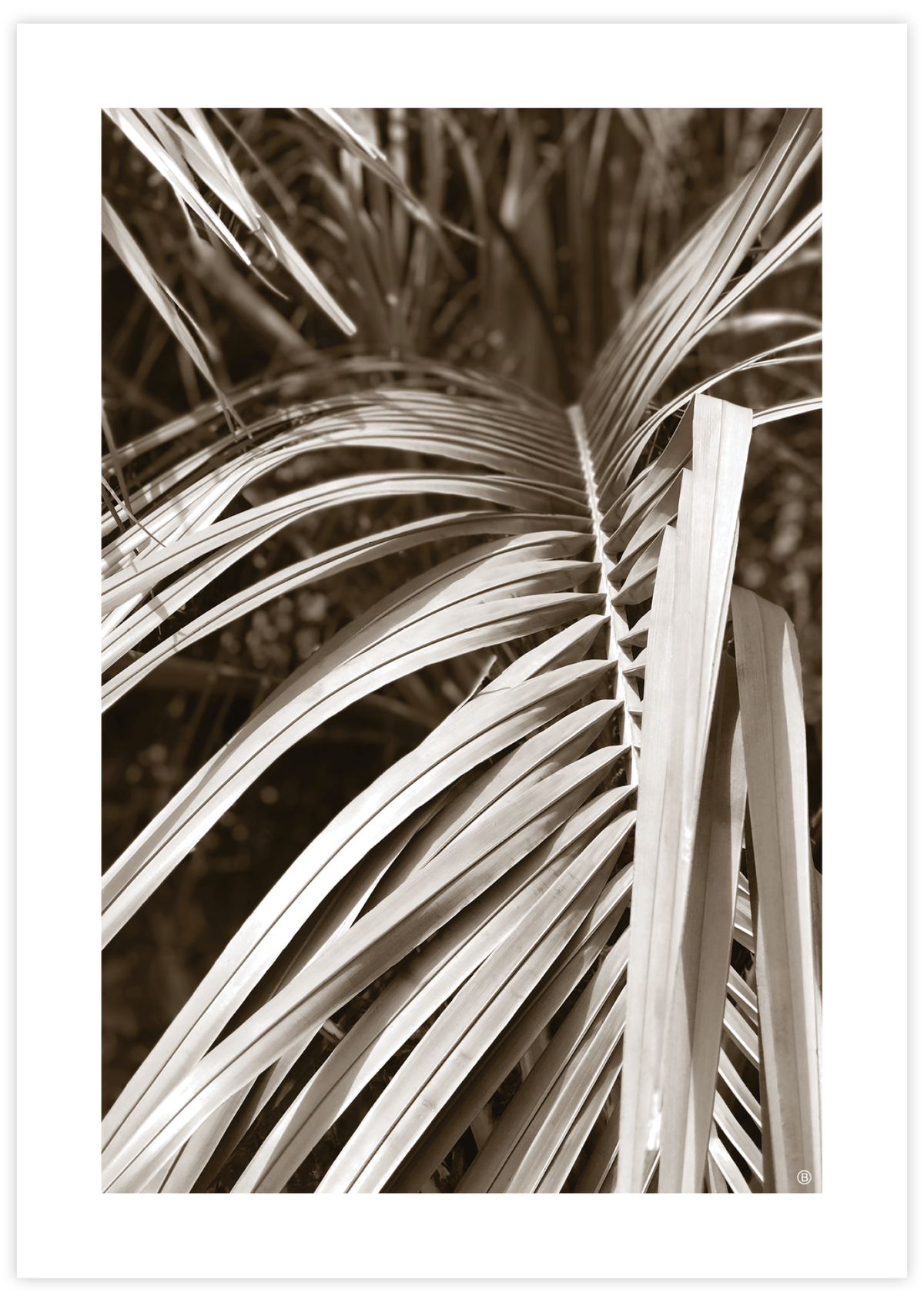 Natural Palm