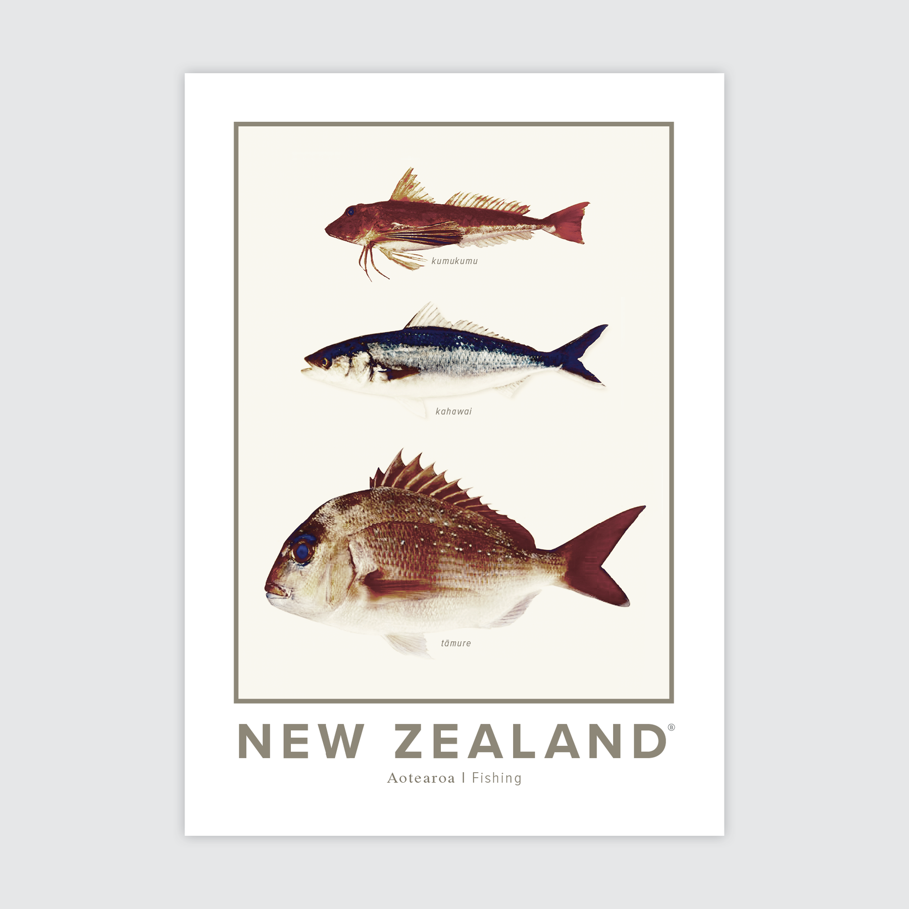 NZ Fishing ✜