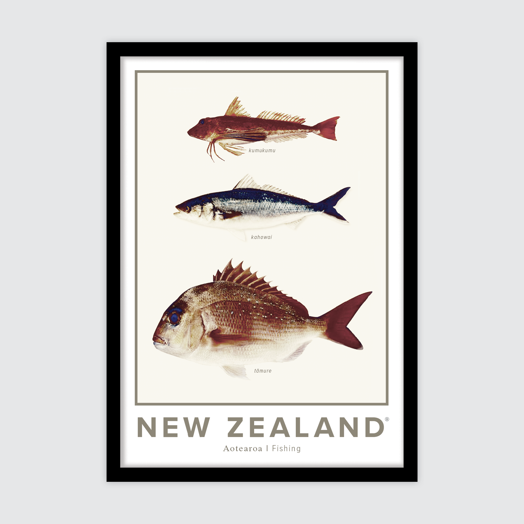 NZ Fishing ✜