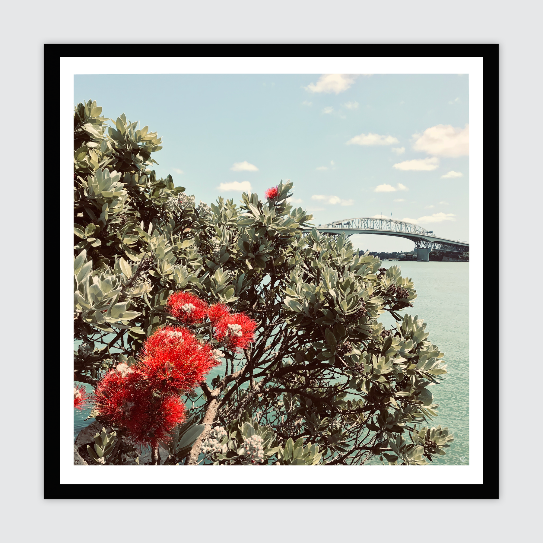 Pōhutukawa Up-Close