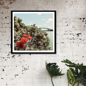 Pōhutukawa Up-Close