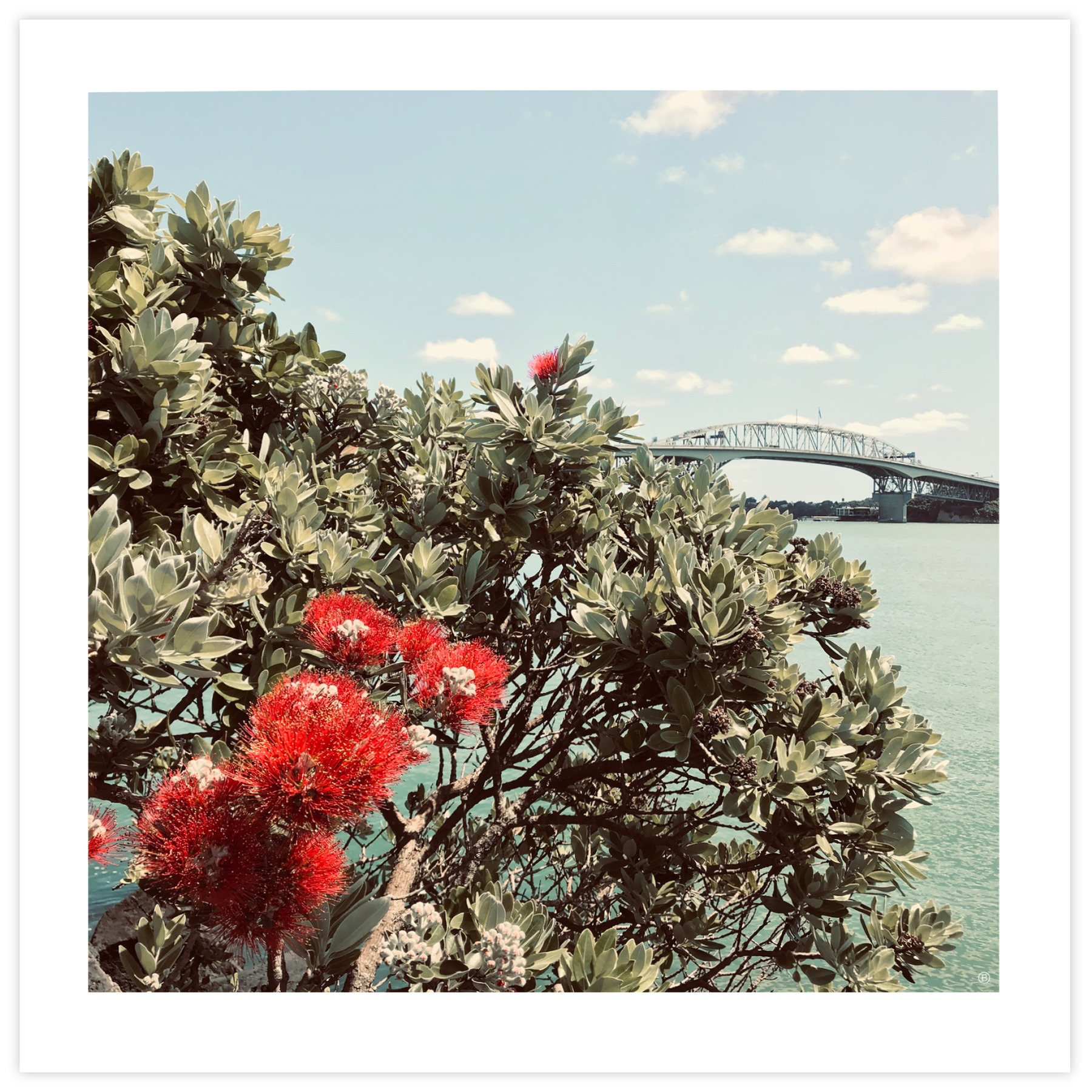 Pōhutukawa Up-Close