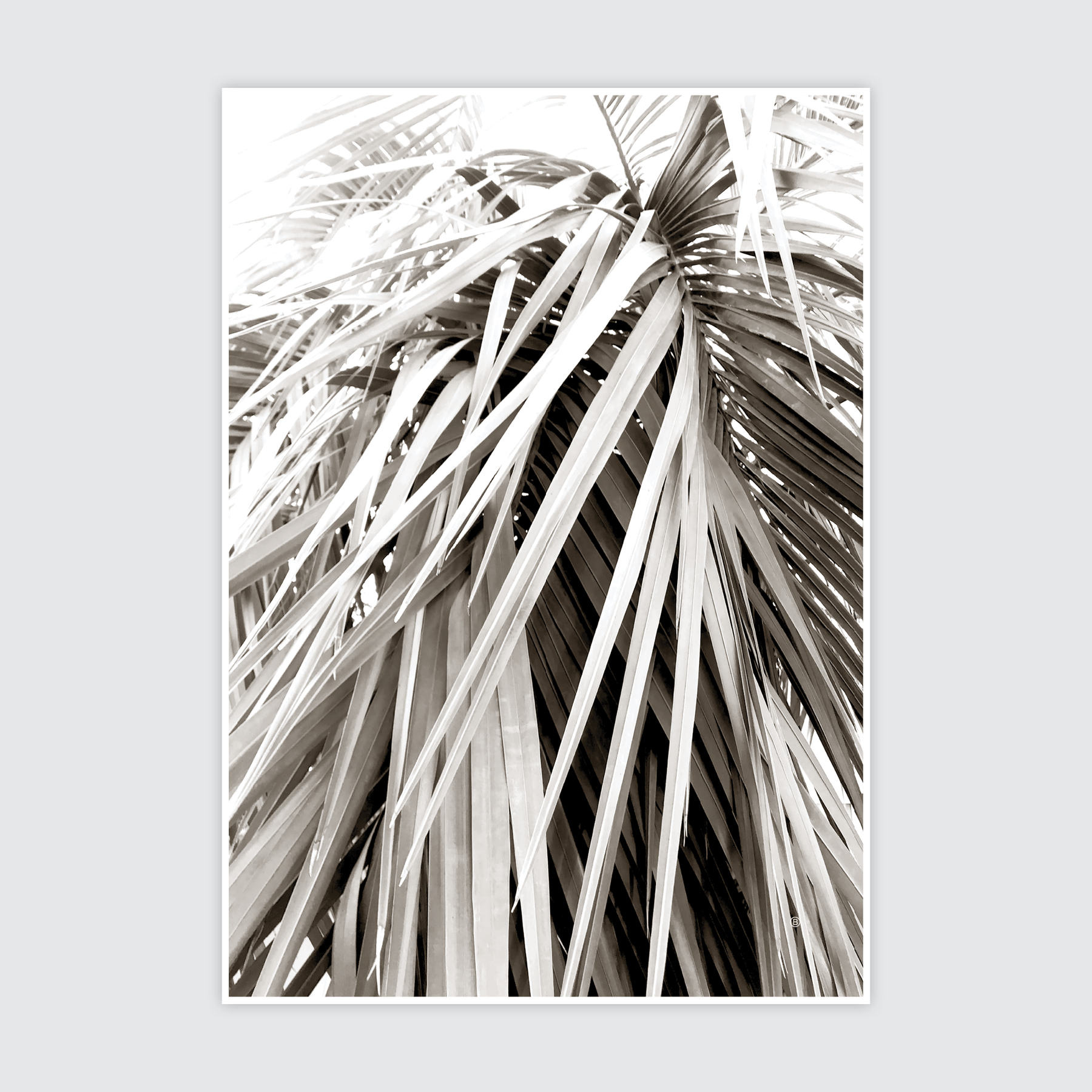 Scandi Palm