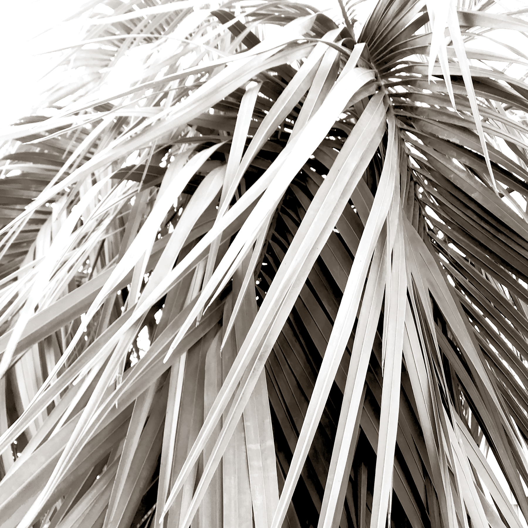 Scandi Palm