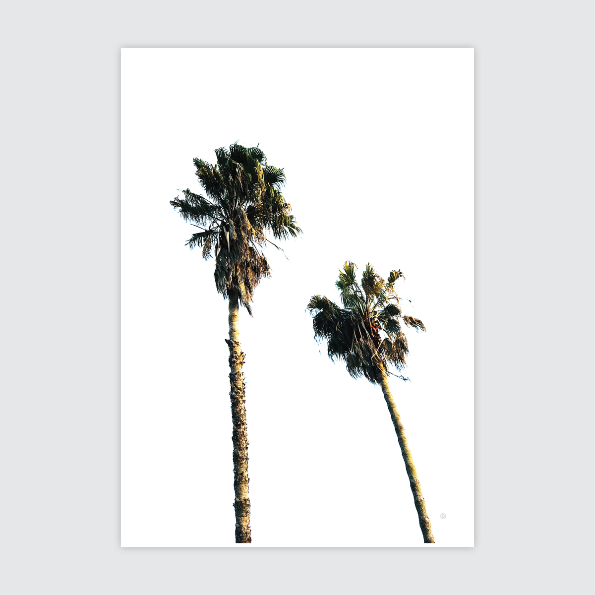 SCANDI PALMS