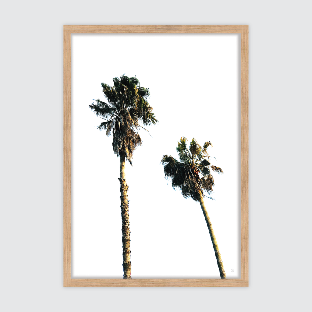 SCANDI PALMS