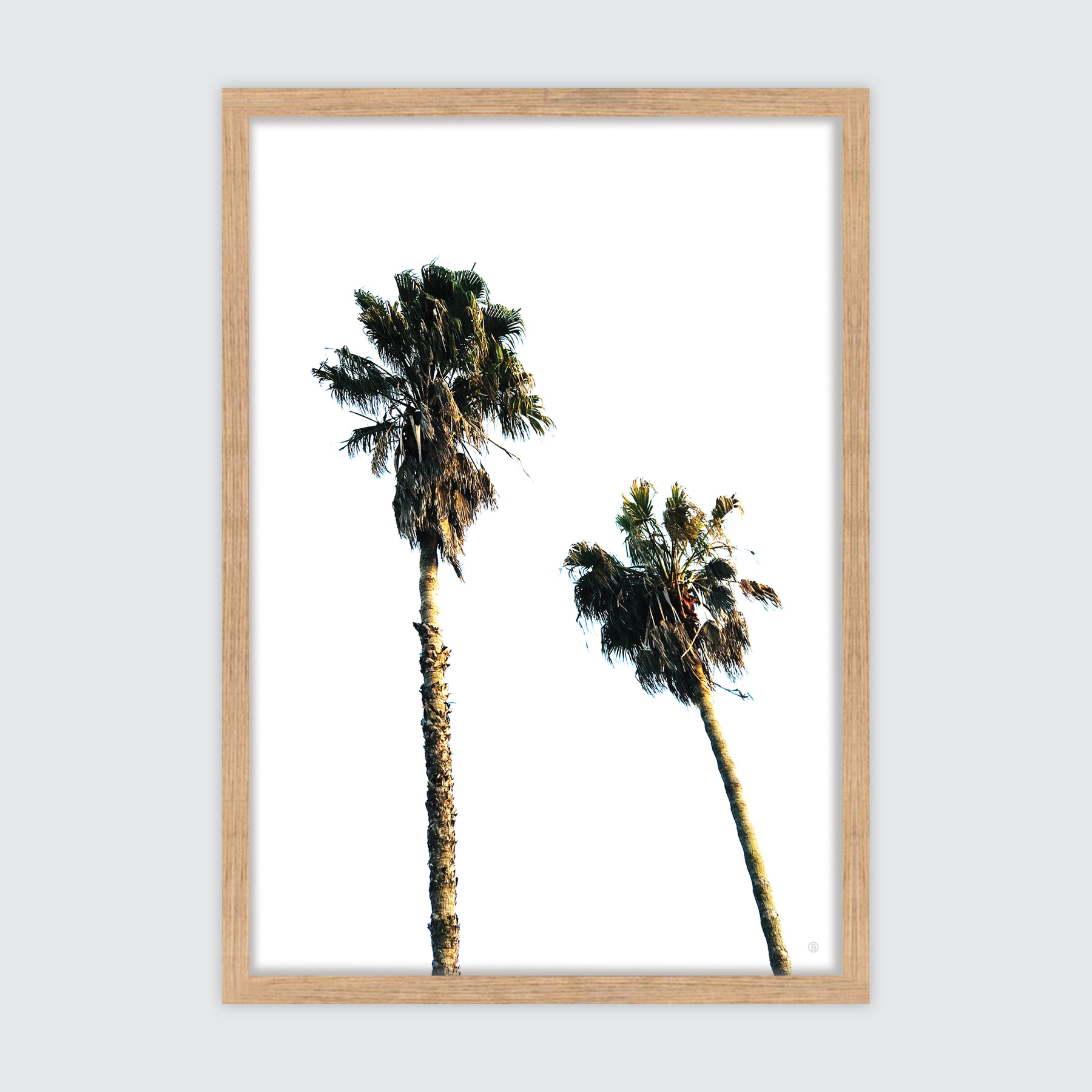 Scandi Palms ✜