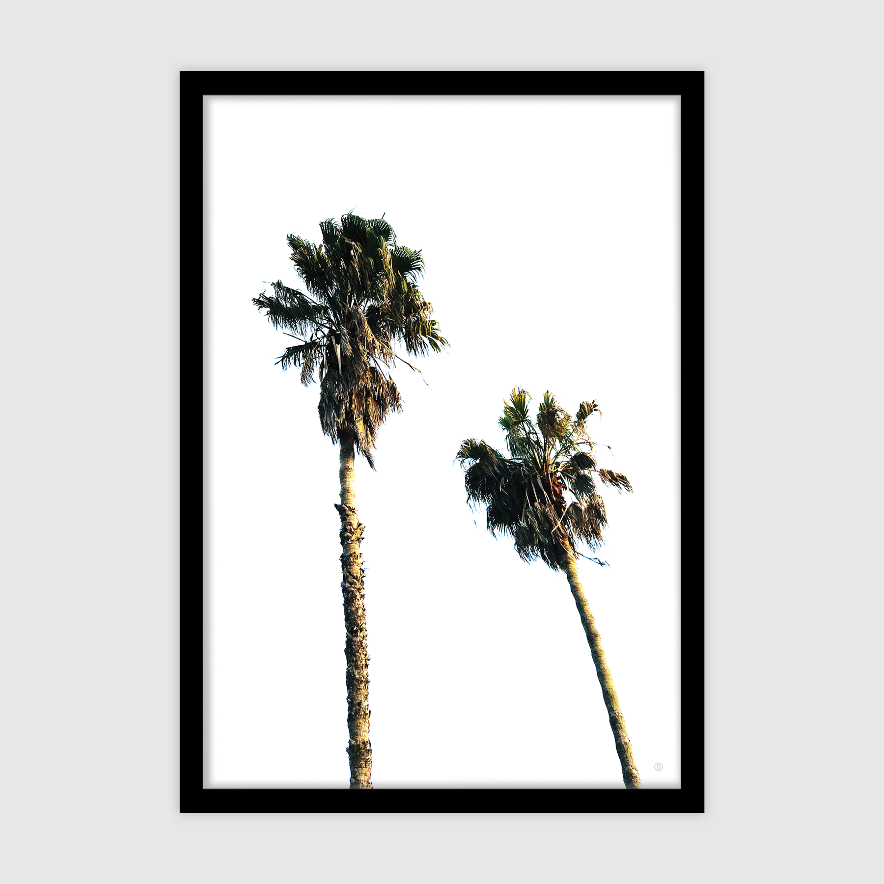 Scandi Palms ✜