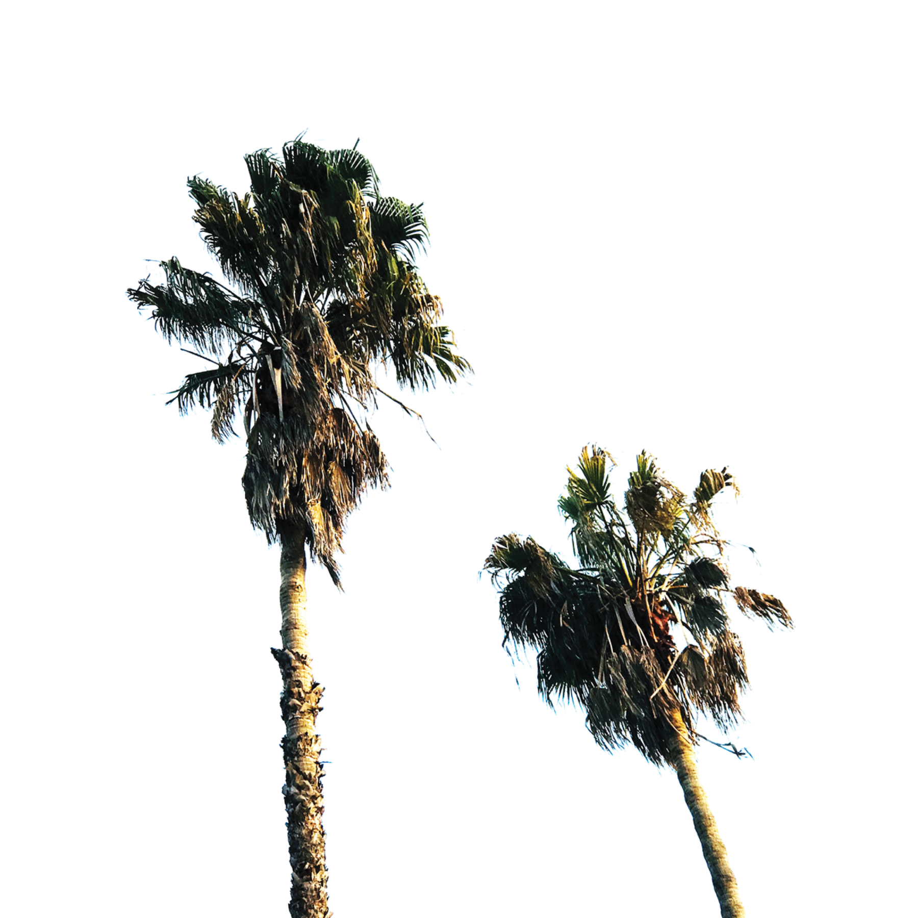 Scandi Palms ✜