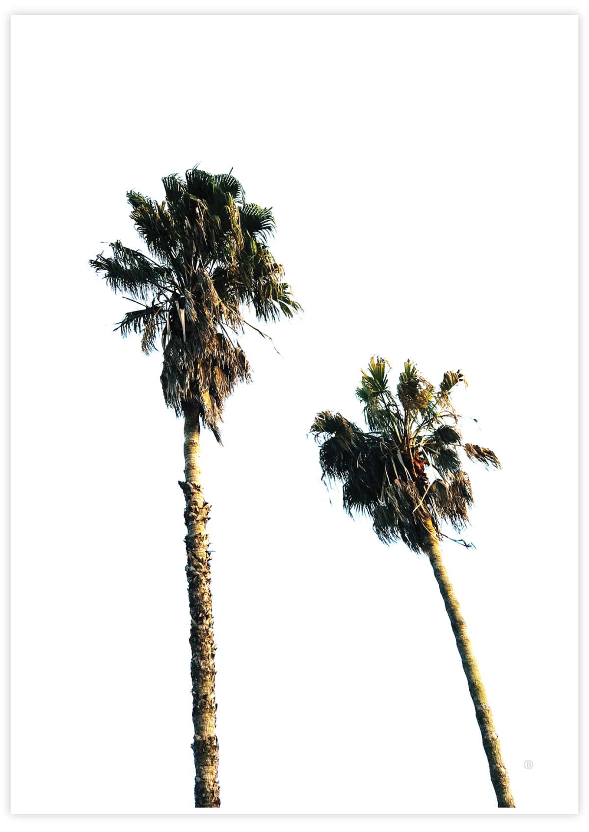 Scandi Palms ✜