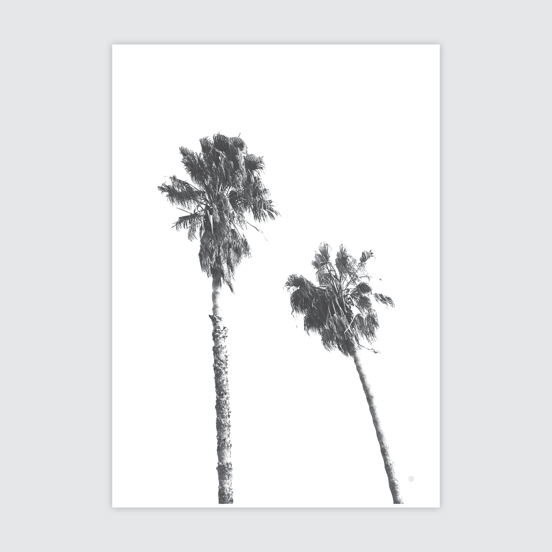 Scandi Palms ✜