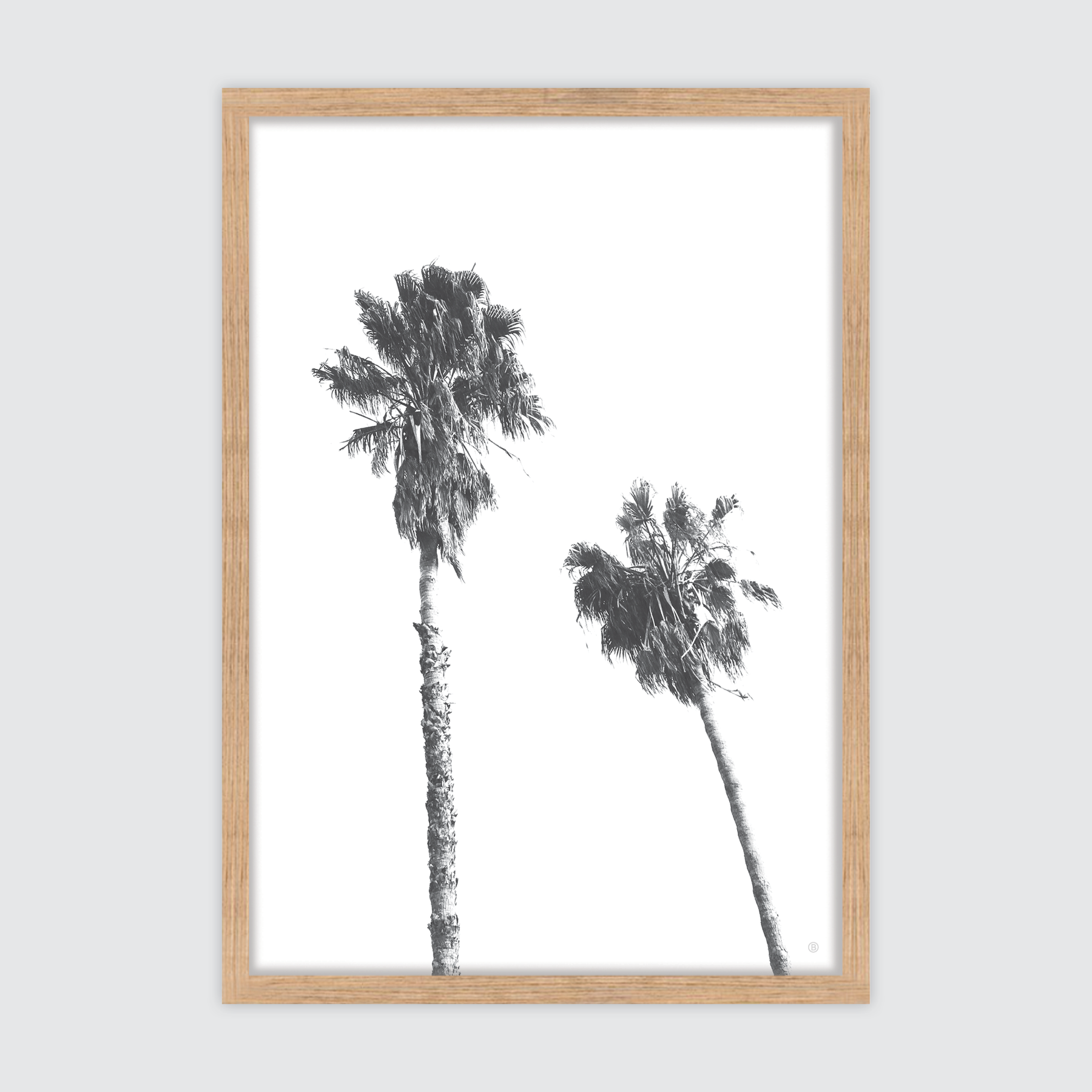 Scandi Palms ✜