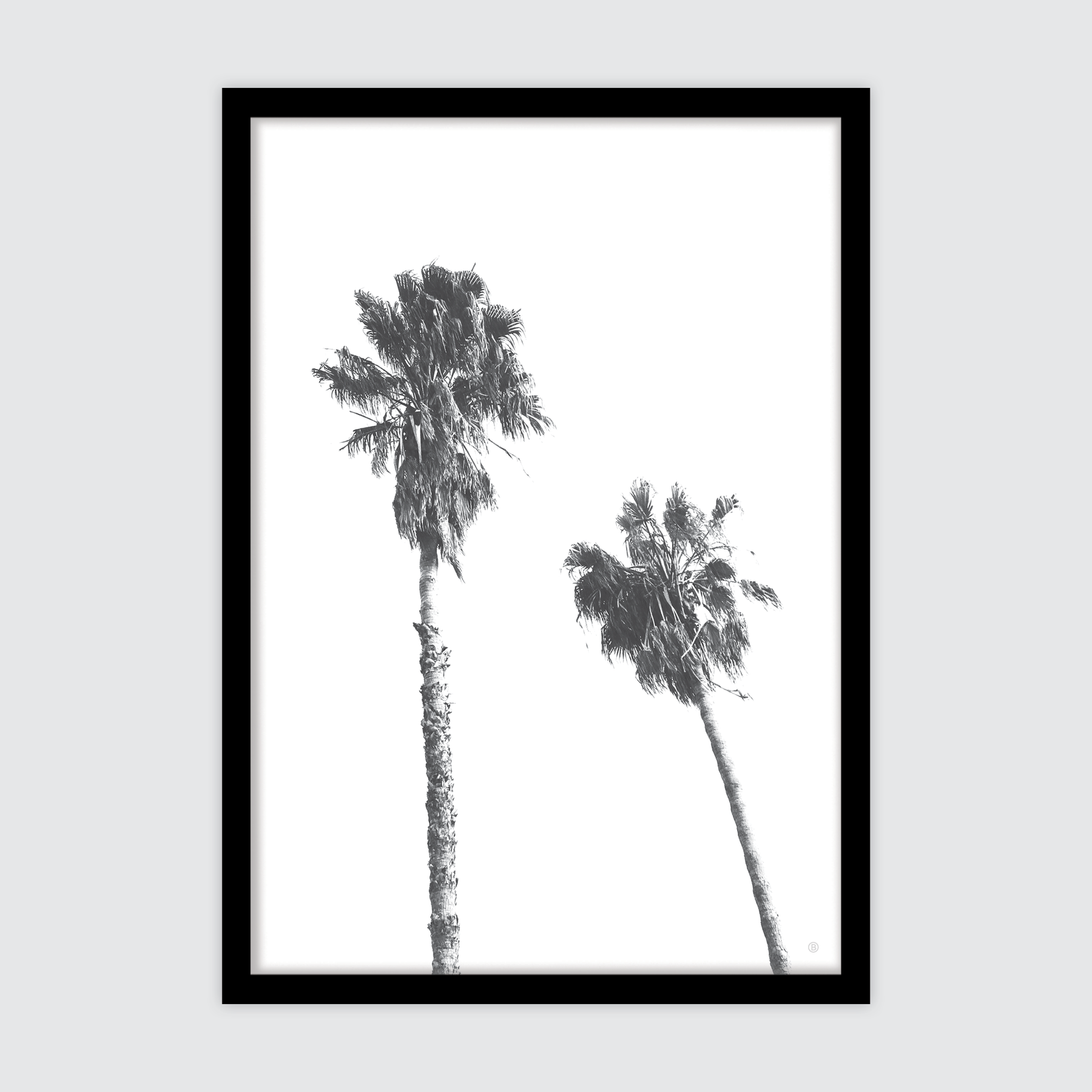 Scandi Palms ✜