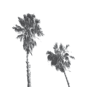 Scandi Palms ✜