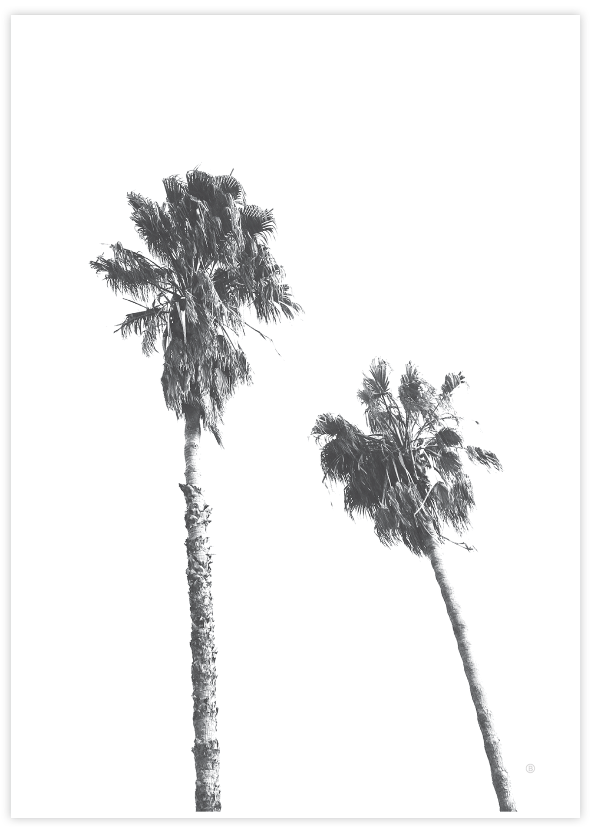 Scandi Palms ✜