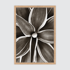 Sepia Succulent