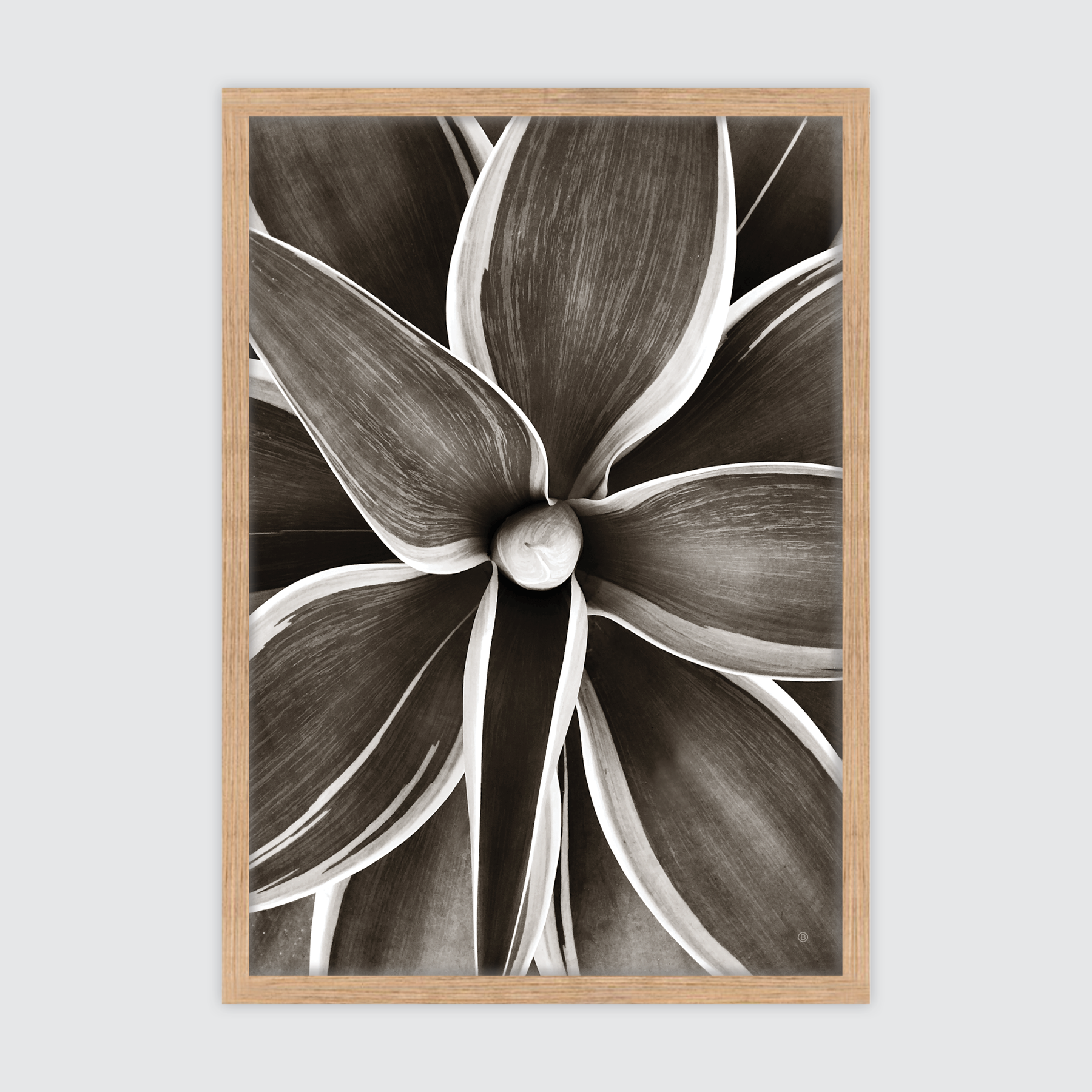 Sepia Succulent