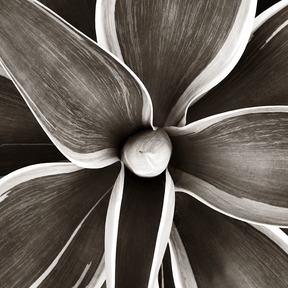 Sepia Succulent