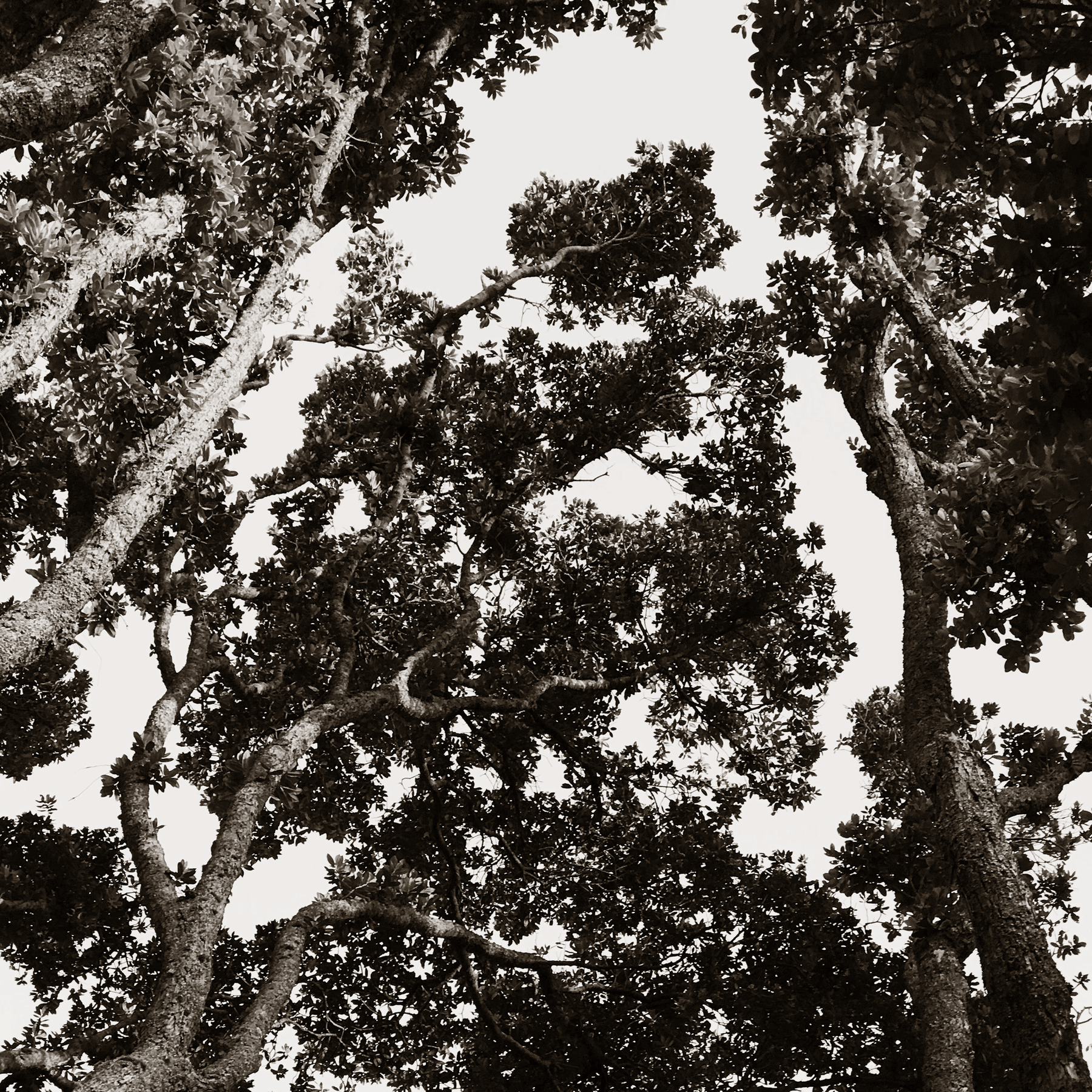 Sepia Trees